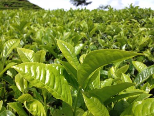 6 Kebun Teh Terbaik di Indonesia